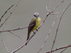 Tyrannus albogularis