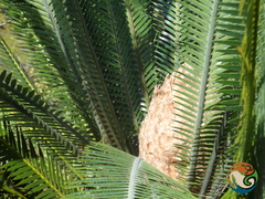 Dioon planifolium