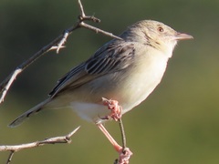 Cisticola natalensis