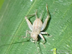 Svistella bifasciata