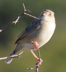 Cisticola natalensis