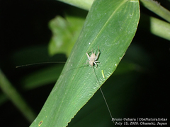 Svistella bifasciata