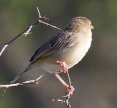 Cisticola natalensis