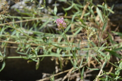 Centranthus lecoqii