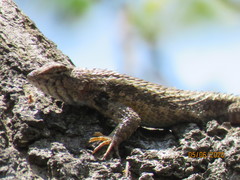Sceloporus albiventris