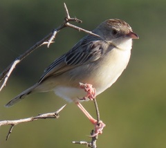 Cisticola natalensis