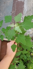 Chenopodium album