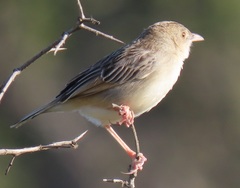 Cisticola natalensis