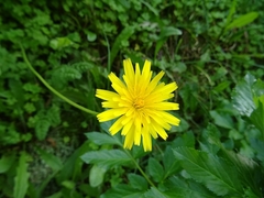 Leontodon saxatilis saxatilis