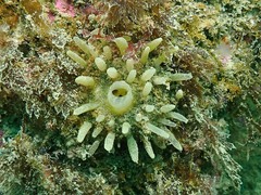 Polymastia penicillus