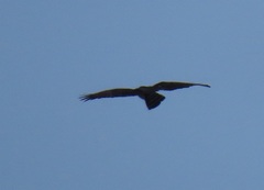Circaetus fasciolatus