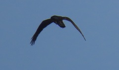 Circaetus fasciolatus