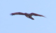 Circaetus fasciolatus