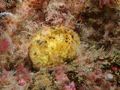 Tethya citrina