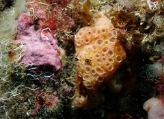 Hemimycale columella