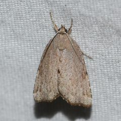 Cutina albopunctella