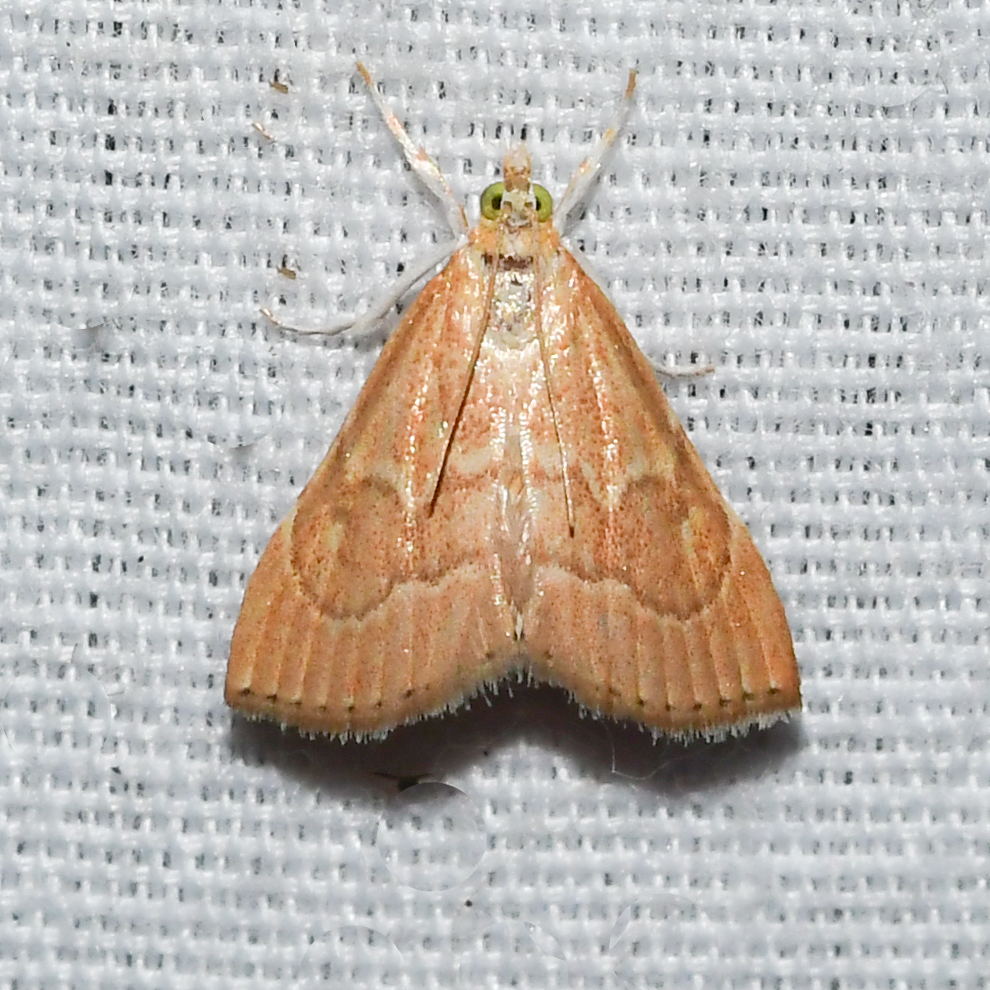 Aethiophysa