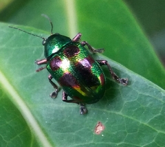 Dermorhytis kandyensis