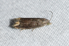 Epiblema minutana