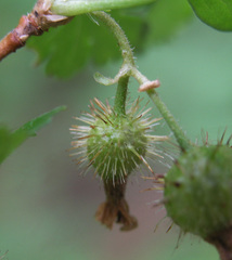 Ribes pinetorum