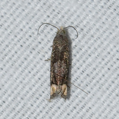 Epiblema minutana