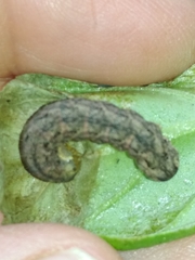 Melanchra persicariae