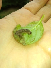 Melanchra persicariae