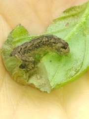Melanchra persicariae
