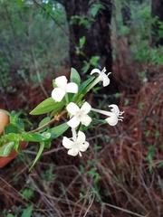 Bouvardia multiflora