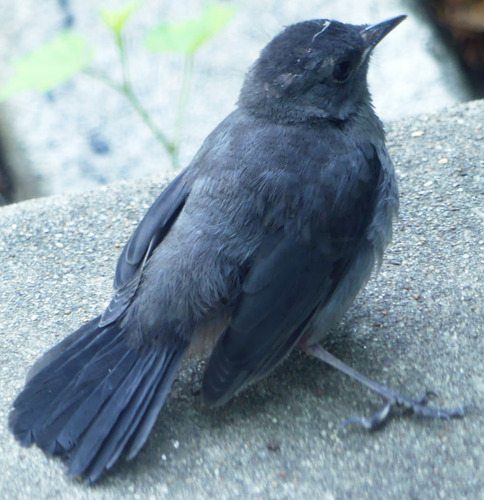 Gray Catbird photographed in Maryland