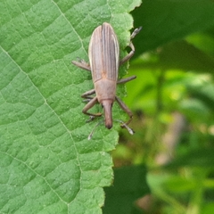 Lixus apterus