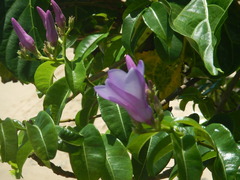 Cryptostegia madagascariensis