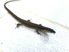 Anolis apollinaris
