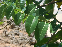 Cryptostegia madagascariensis