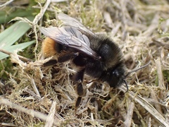 Bombus ruderarius
