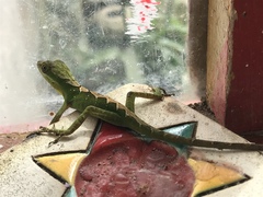 Anolis apollinaris