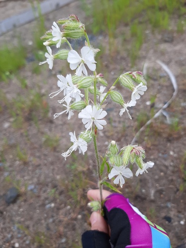 Silene dichotoma iNat (3)