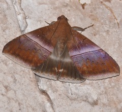 Parallelia calefaciens