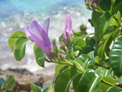 Cryptostegia madagascariensis