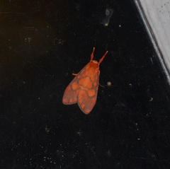 Ammatho roseororatus