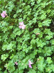 Geranium × oxonianum