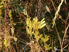 Petrosedum sediforme