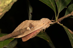 Oxycanus beltista