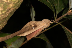Oxycanus beltista