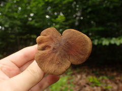 Phylloporus pelletieri