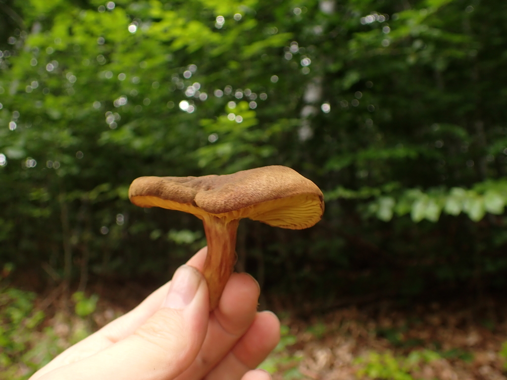 Goldengilled Bolete from Powiat ząbkowicki, Polska on July 13, 2020 at