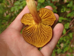 Phylloporus pelletieri
