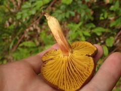 Phylloporus pelletieri