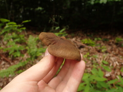 Phylloporus pelletieri