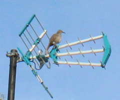 Toxostoma curvirostre